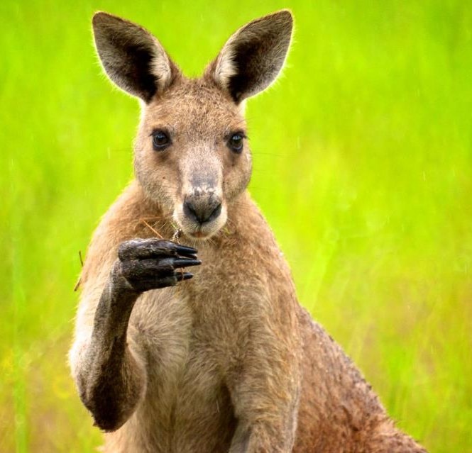 Ne, nisam vidio onaj slasni travnati vjenčić