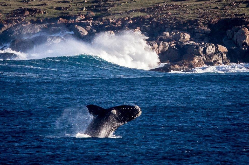 Kit uživa bacakajući se u moru