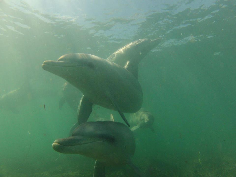 Jato dupina ti pliva u zagrljaj