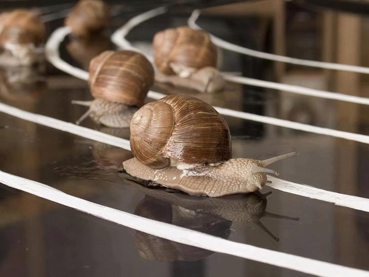 Utrka koja traje "cijelu vječnost": Puževi spremni za OI