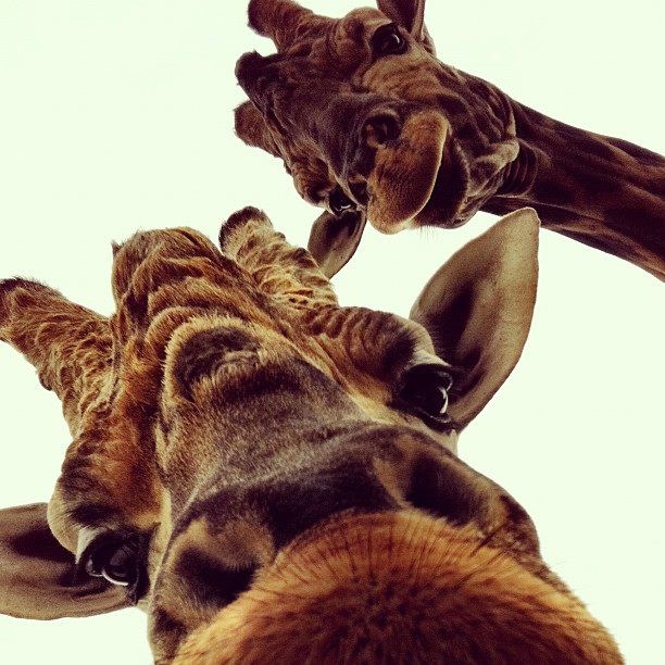 Žirafice otkrile fotić