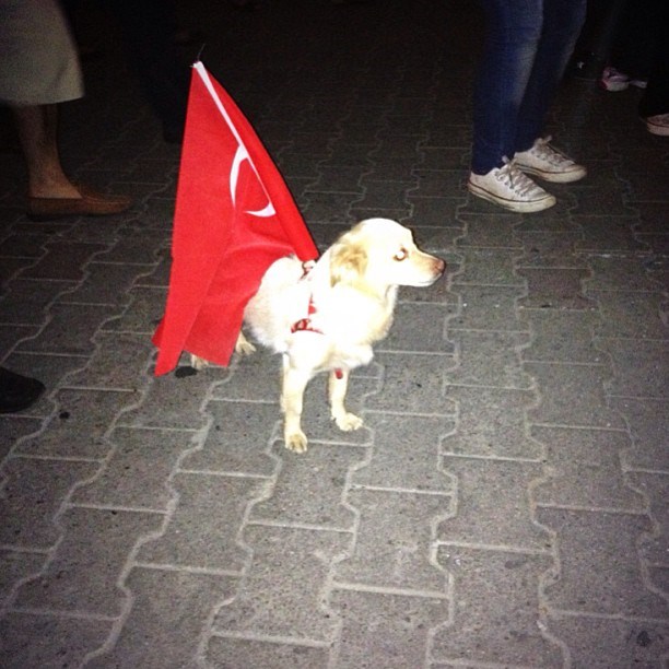I psi prosvjeduju u Turskoj