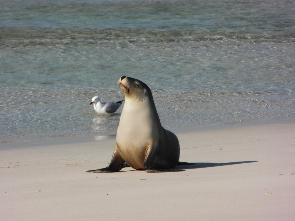 Tuljan pozer snima ljetni kalendar, galeb je rekvizit