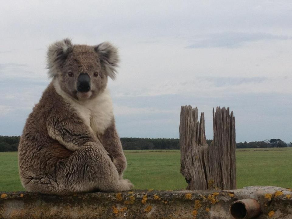 Koalica sjedi na zidiću i čeka ekipu