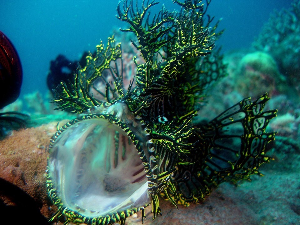 Ribica se kamuflirala u koralj, odalo je zijevanje