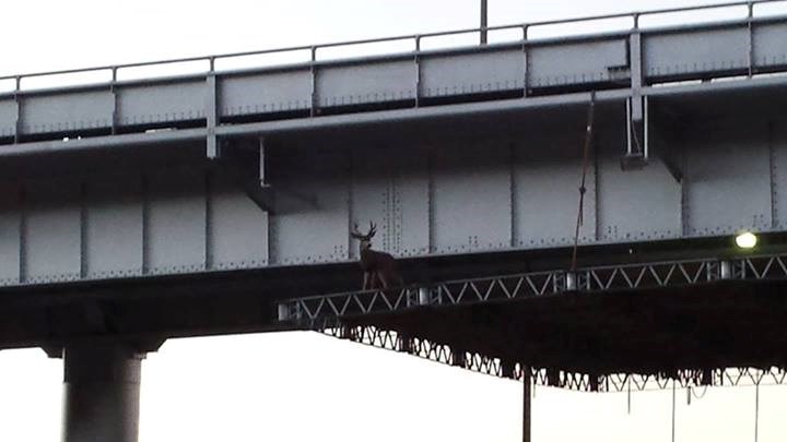 Jelen dospio na nemoguće mjesto