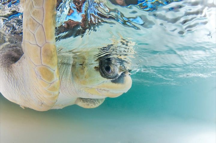 Bliski susret: Kornjača roni u kristalnom plavetnilu