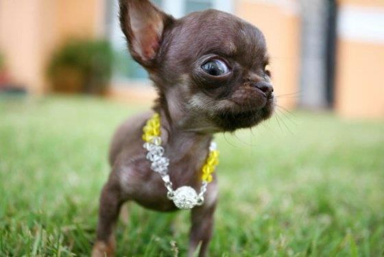 Mala pozerica ponosno pokazuje novu ogrlicu