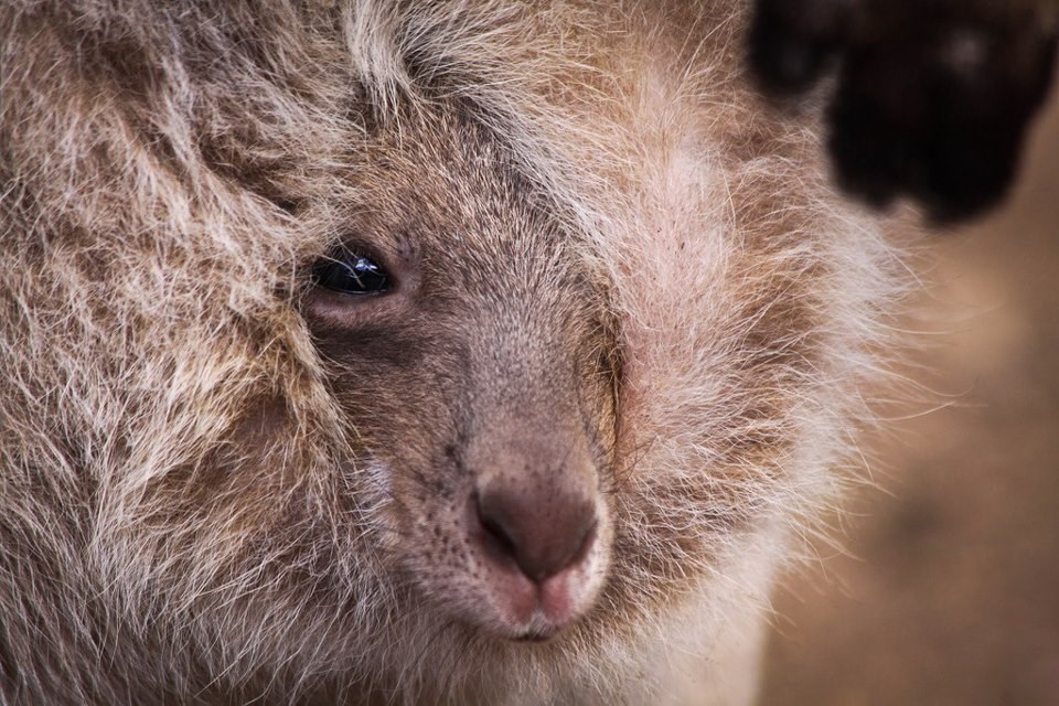 Mali klokan sramežljivo viri iz maminog tobolca