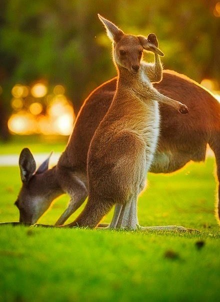 Klokanić izvježbao salutiranje