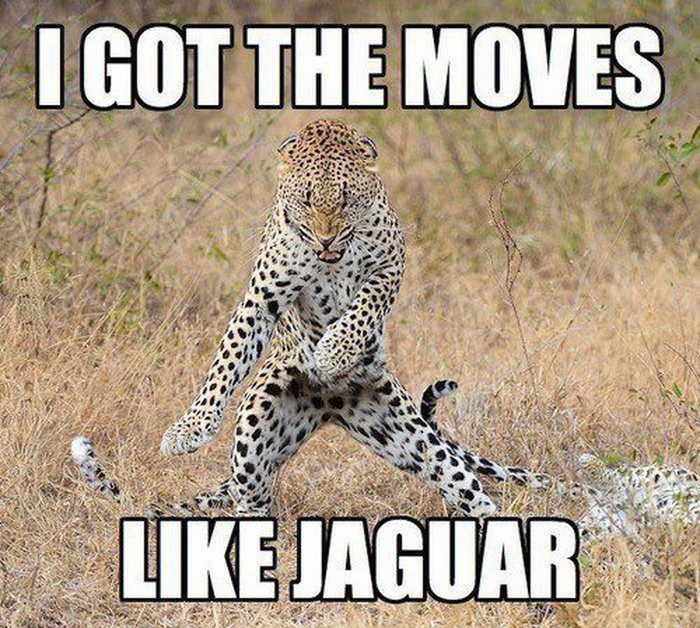 Rasplesani leopard pleše ko jaguar :)