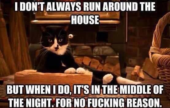 Mačkama omiljeno trčanje noću