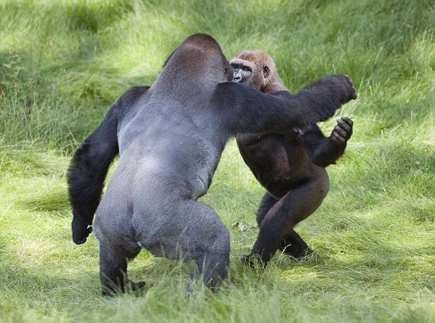 Dirljivi susret braće majmuna nakon tri godine razdvojenosti