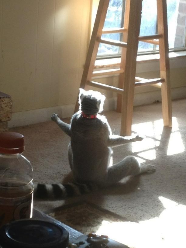 Lemura uhvatili tijekom meditacije, moli se bogu sunca