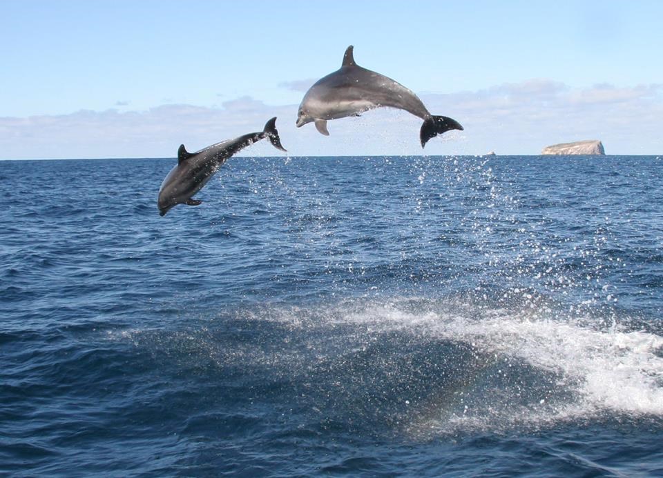 Uhvati me ako možeš!
