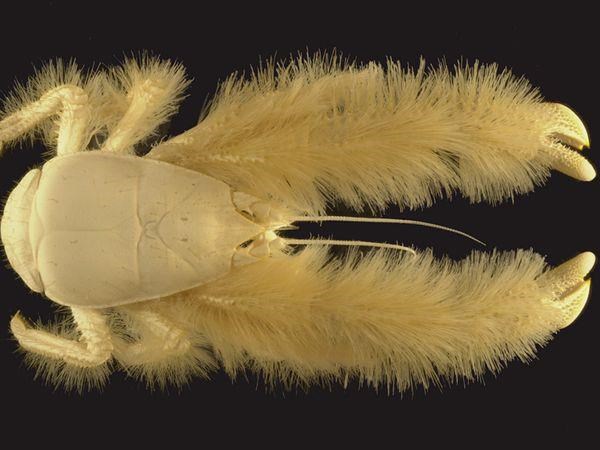 Čupavi "jeti" morski rak