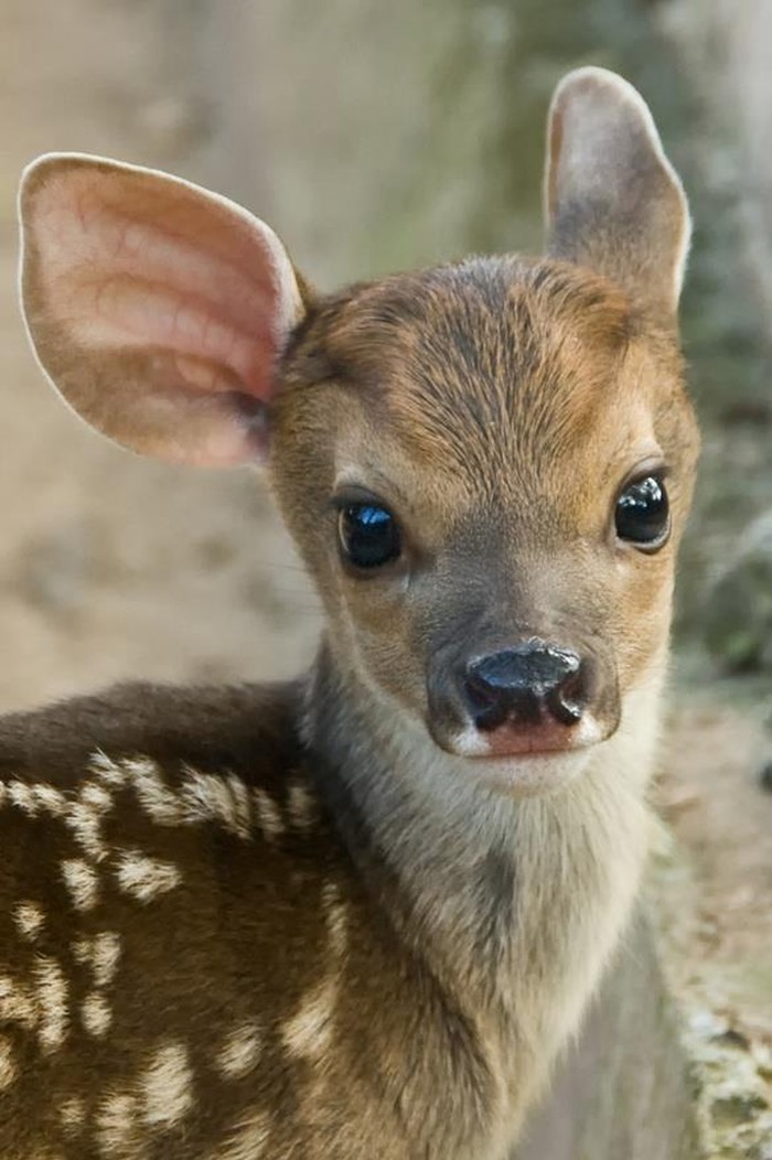Bambi te odlučio rastopiti slatkoćom