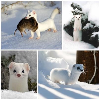 Kuna sakrila plijen pa došla pozirati u snijegu