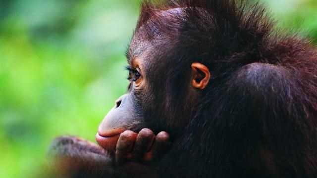 Preslatki majmunčić zamišljeno gleda u daljinu
