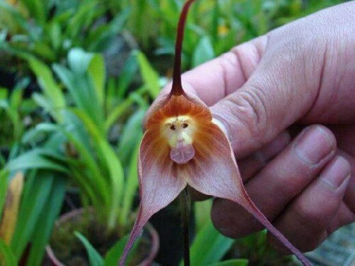 Orhideja se kamuflirala u majmunčića