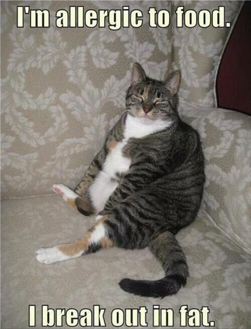 Maca otkriva šokantnu istinu: debljina = alergija na hranu!?