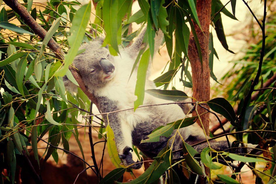 Nedjelja je dan za izležavanje, ova koala to dobro zna