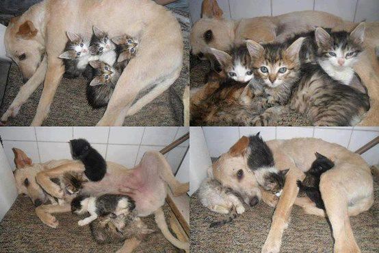 Pas velikog srca udomio male čupave mice mace