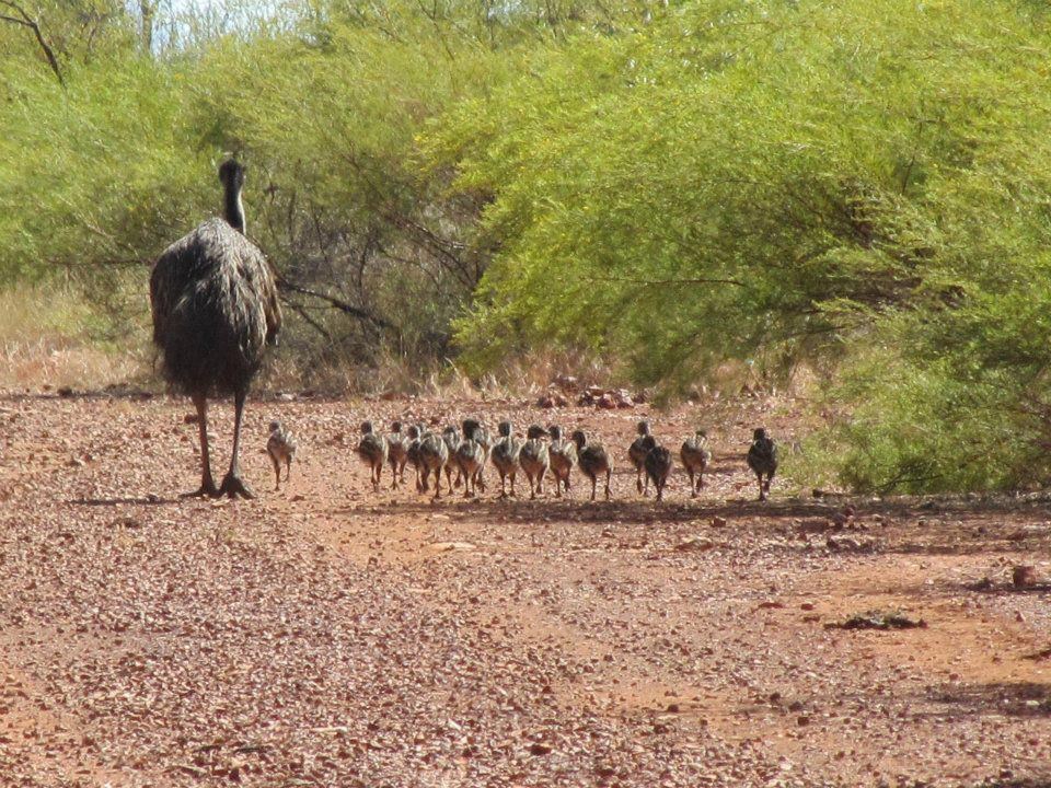 Ajmo, četo, na noge lagane