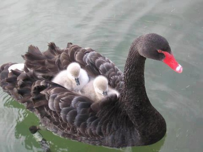Mama-trans: Najbolji prijevoz za pačiće male