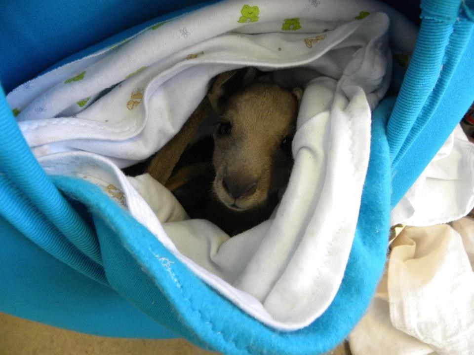 Malog klokanića ušuškali u dekicu