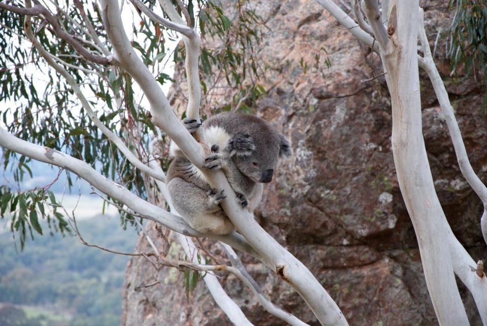 Što je meni ovo trebalo...