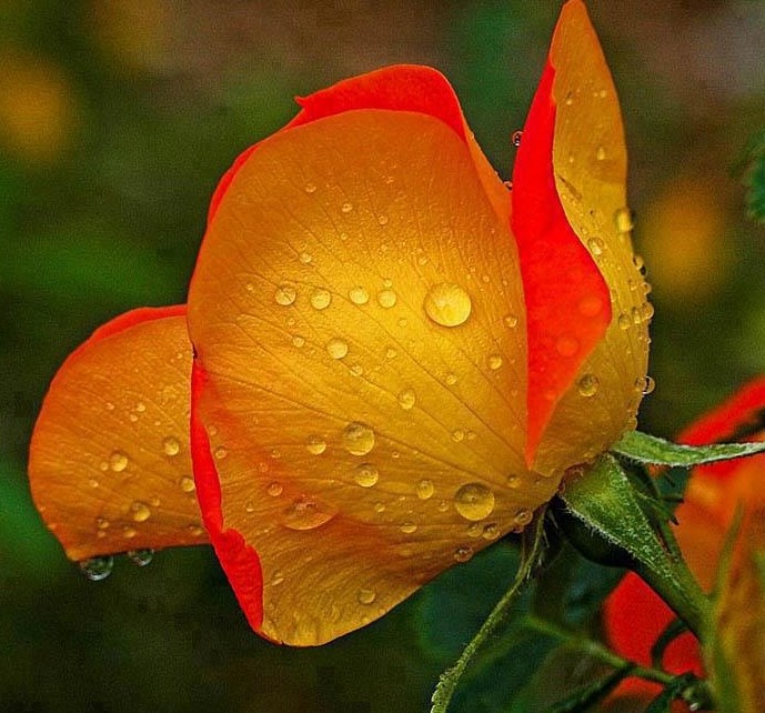 Jutarnja rosa na laticama ruže