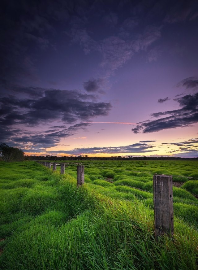 Ljubičasti suton nad bujnim zelenim pašnjakom