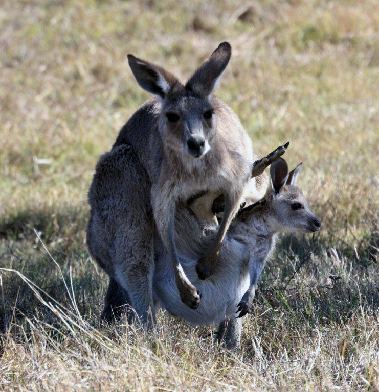 A mamaaaaa, daaaaaj me pusti vaaaaan!!!