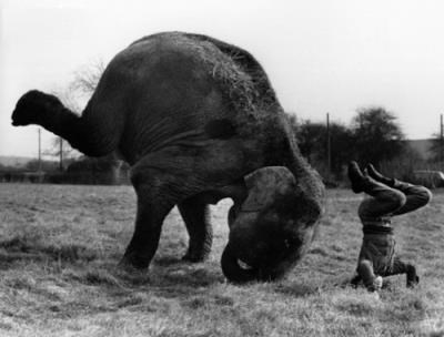 Slon s gazdom vježba breakdance