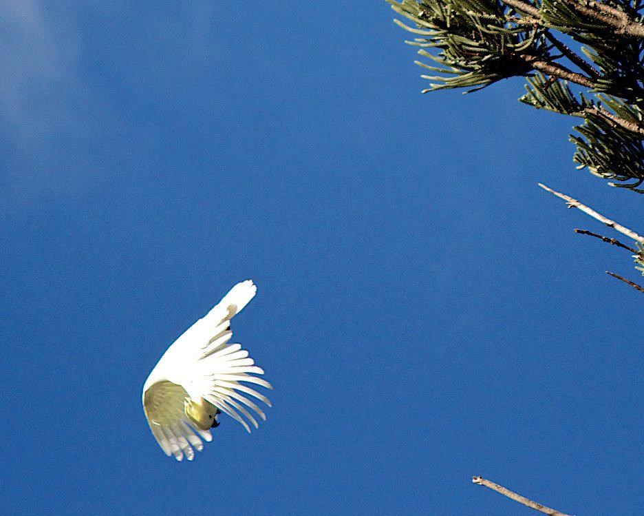 Akrobatska papiga vježba salto mortale