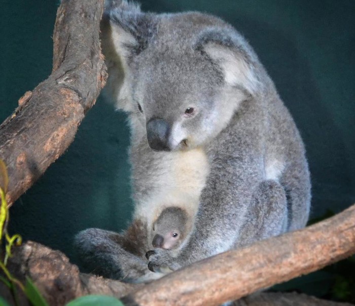 Mala koala uživa u maminom toplom naručju