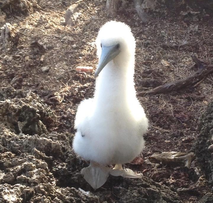 Čupava australska morska ptičica