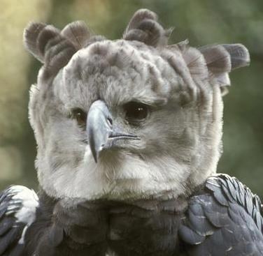 Digne mu se "kosa" na glavi kad te vidi