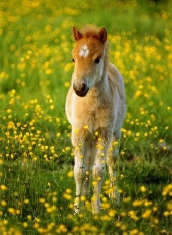 Preslatki mali konjić uživa na cvjetnoj livadi