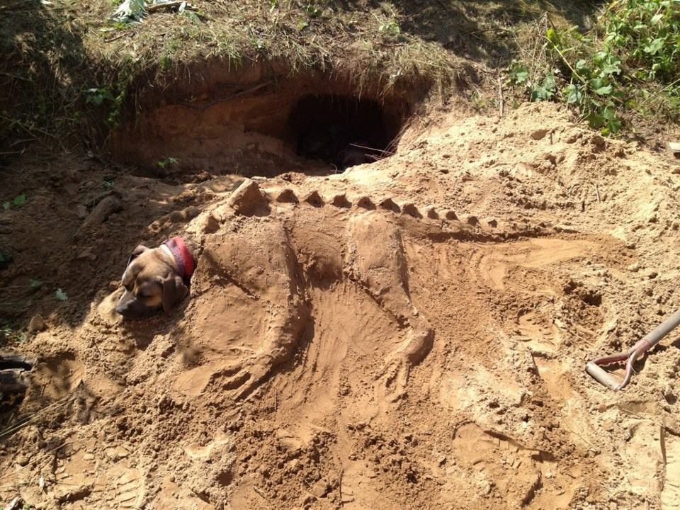 Pas se pretvorio  u dinosaura