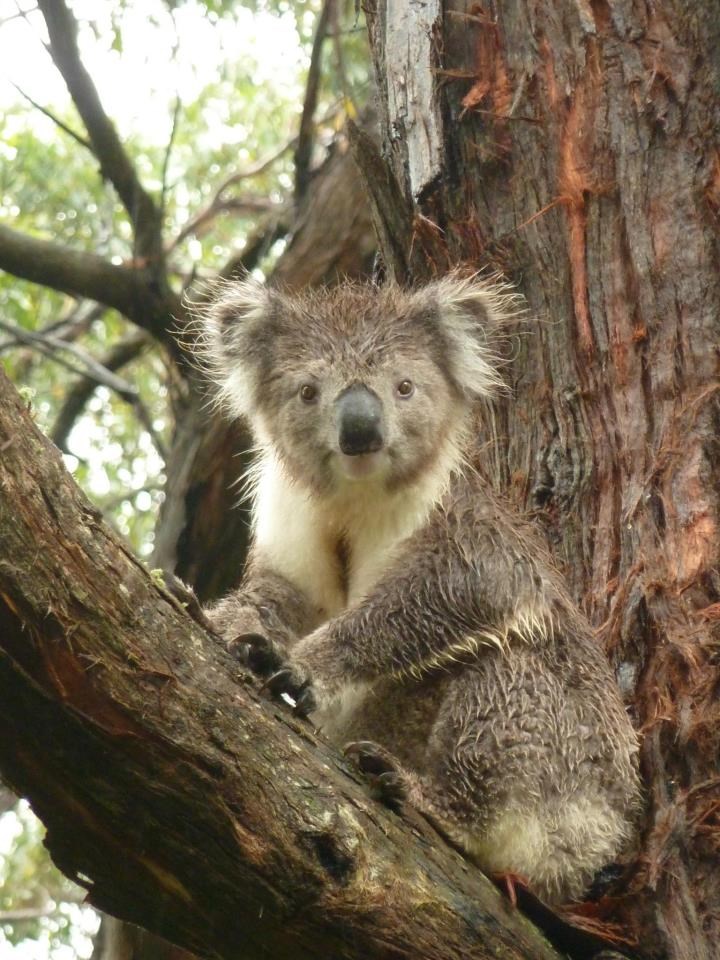 Koalu uhvatili nakon tuširanja