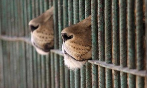 Šnjof, šnjof... mislim da sam nanjušila klopu...