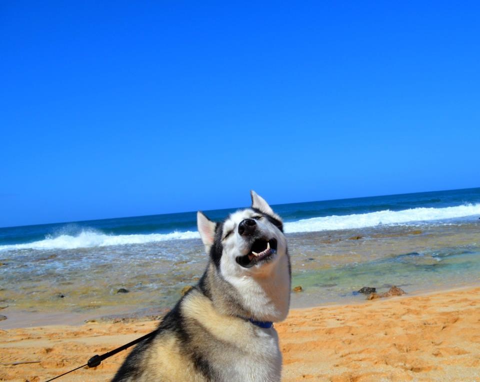 Joooooooooj, tak ti hvala kaj si me na plažicu dofurala...