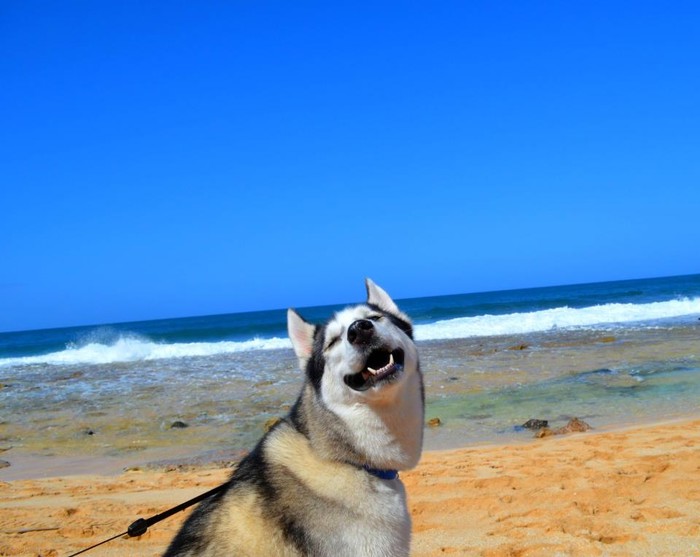 Joooooooooj, tak ti hvala kaj si me na plažicu dofurala...