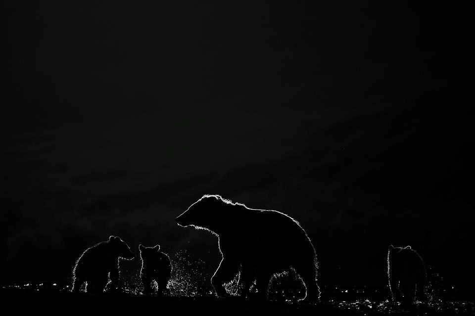 Medvjeđa obitelj uživa u noćnom kupanju