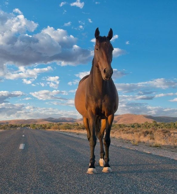 Usamljeni konj sam luta prerijom, kauboja izgubio putem