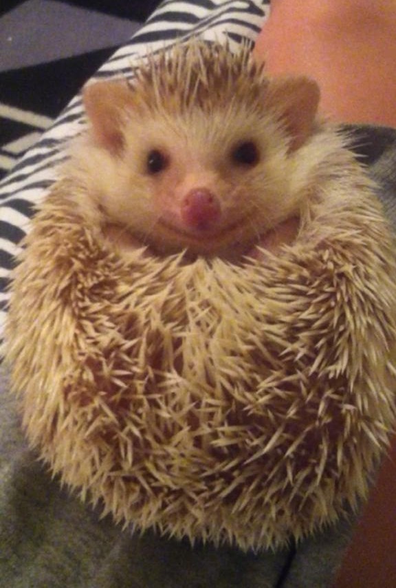 Kad se ježurka ježić nasmije, odmah ti toplo oko srca