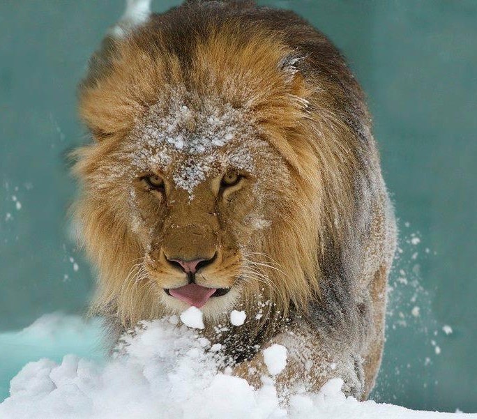 Lav u snijegu