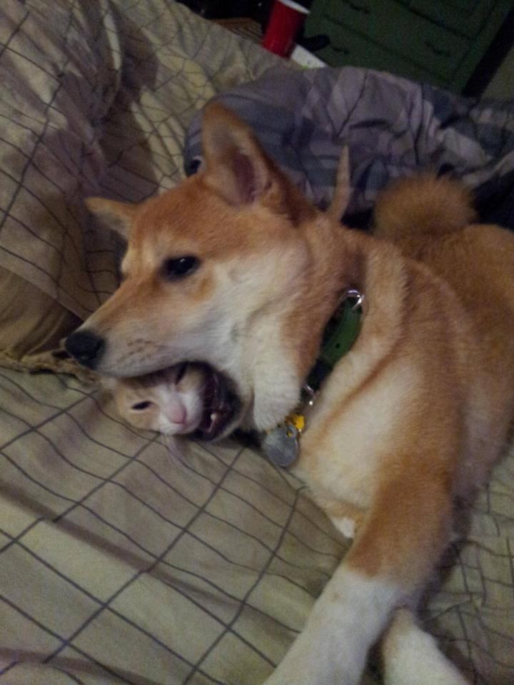 Još samo malo da izvježbam zijevanje i progutam te cijelu...